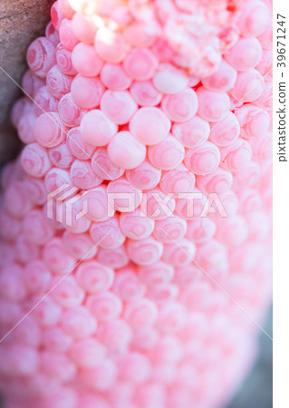 Eggs snail 39671247