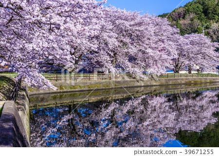 Hiranozawa Pond cherry blossoms blue sky Hiranozawa Pond cherry blossoms blue sky 39671255
