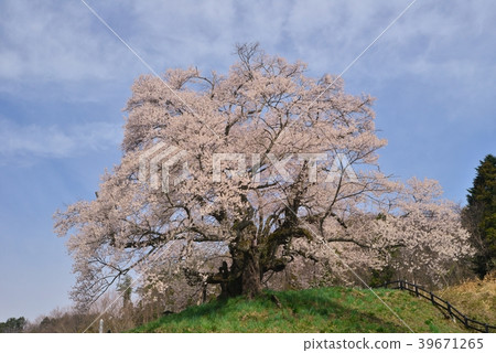 Gunma Prefecture Numata City, Higanzakura of the departure point Gunma Prefecture Numata City, Higanzakura of the departure point 39671265
