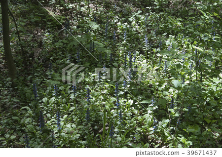 Ajuga reptans Ajuga reptans 39671437