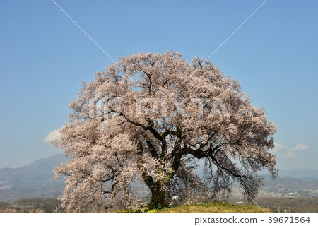 Yamanashi Prefecture, Cherry blossoms at Wanizuka 39671564