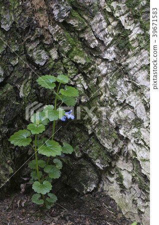 Glechoma hederacea 39671583