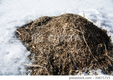 Pile of dry debris, grass in the spring against Pile of dry debris, grass in the spring against 39671725