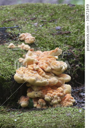 Laetiporus sulphureus Laetiporus sulphureus 39671849