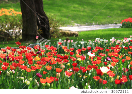 Red tulip field in the shade of trees Red tulip field in the shade of trees 39672111