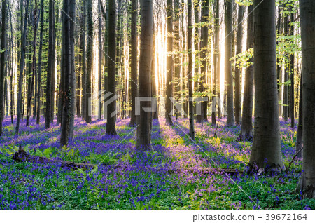 Sunrise illuminating bluebells Sunrise illuminating bluebells 39672164