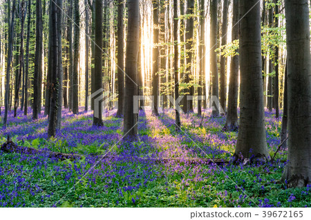 Sunrise illuminating bluebells Sunrise illuminating bluebells 39672165