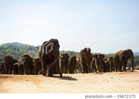 Sri Lanka Pinnawala Elephant World Heritage Site Sri Lanka Pinnawala Elephant World Heritage Site 39672175
