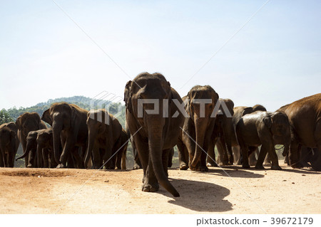 Sri Lanka Pinnawala Elephant World Heritage Site Sri Lanka Pinnawala Elephant World Heritage Site 39672179