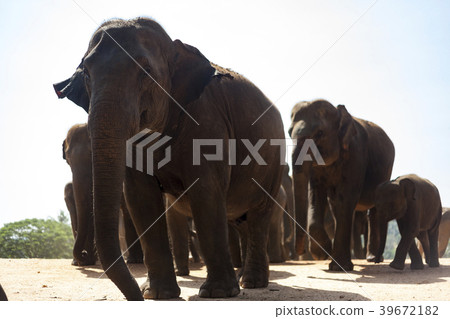 Sri Lanka Pinnawala Elephant World Heritage Site Sri Lanka Pinnawala Elephant World Heritage Site 39672182