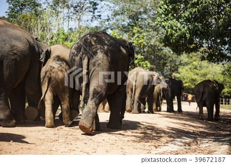 Sri Lanka Pinnawala Elephant World Heritage Site 39672187