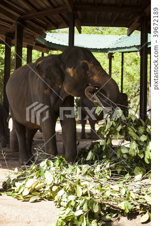 Sri Lanka Pinnawala Elephant World Heritage Site 39672189
