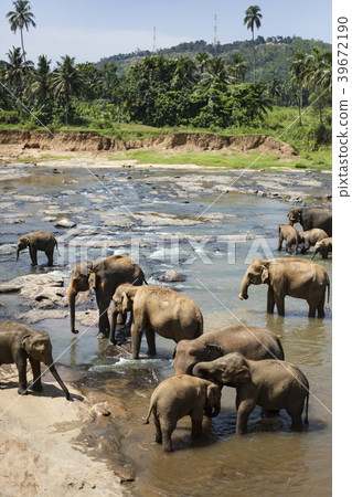 Sri Lanka Pinnawala Elephant World Heritage Site 39672190