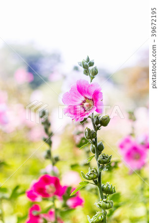 Hollyhock  flower 39672195