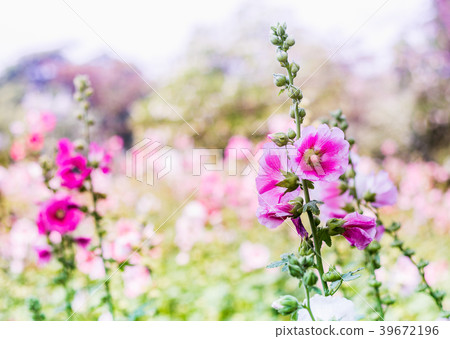 Hollyhock  flower 39672196