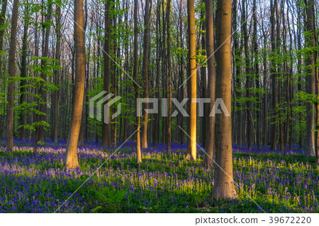 Sunrise illuminating bluebells 39672220