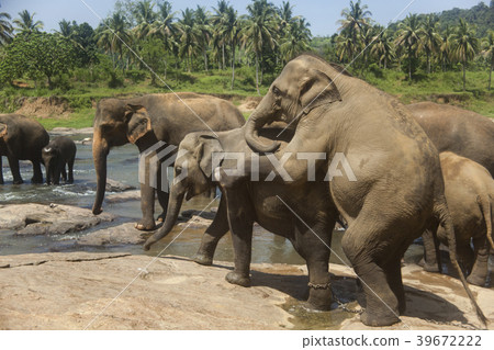Sri Lanka Pinnawala Elephant World Heritage Site Sri Lanka Pinnawala Elephant World Heritage Site 39672222