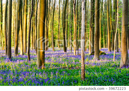 Sunrise illuminating bluebells Sunrise illuminating bluebells 39672223