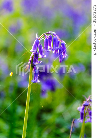 Sunrise illuminating bluebells 39672275