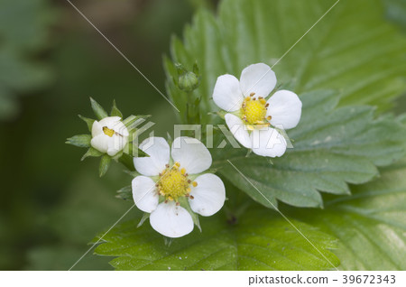Forest strawberry flowers Forest strawberry flowers 39672343