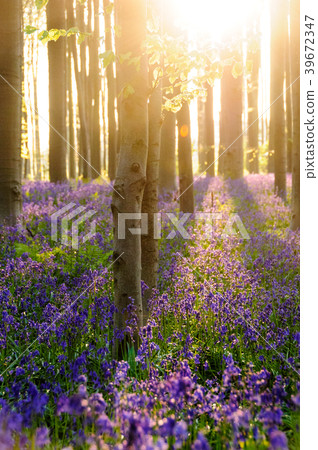 Sunrise illuminating bluebells Sunrise illuminating bluebells 39672347