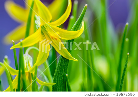 Blooming Yellow Star-of-Bethlehem, Gagea lutea 39672590