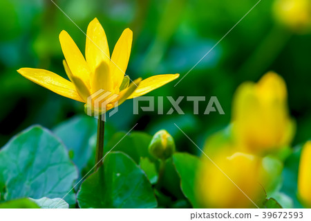 Blooming Yellow Star-of-Bethlehem, Gagea lutea 39672593