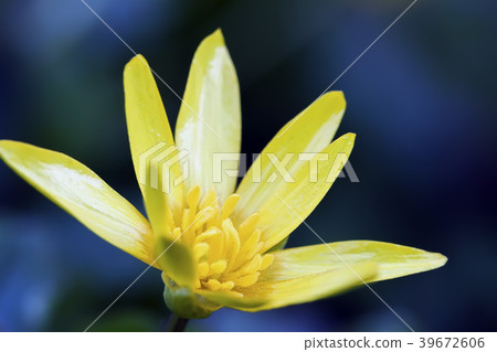 Gagea lutea close-up. Yellow Star-of-Bethlehem 39672606