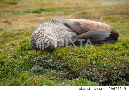 Fur Seals on South Georgia's Salisbury Plains 39673549