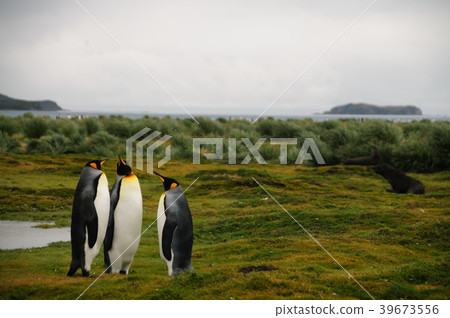 King Penguins on Salisbury plains 39673556