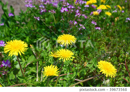 Dandelion grass 39673568