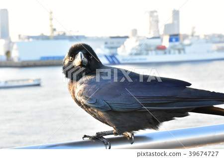 Crow turning around Crow turning around 39674727