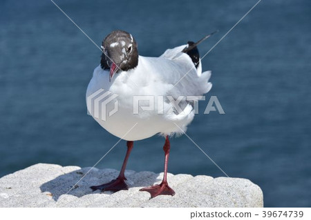The sea and the gull The sea and the gull 39674739