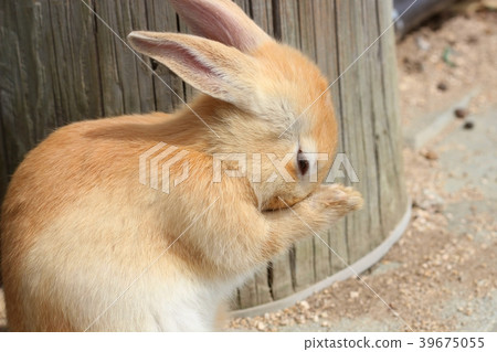 Rabbit Rabbit 39675055