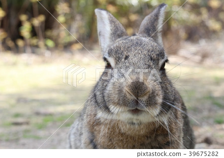 Rabbit Rabbit 39675282