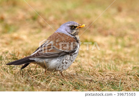 Wild thrush Turdus pilaris 39675503