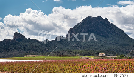Orchards in bloom 39675753