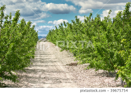 Grove of olive trees Grove of olive trees 39675754