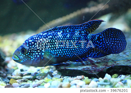 exotic sea fish exotic sea fish 39676201