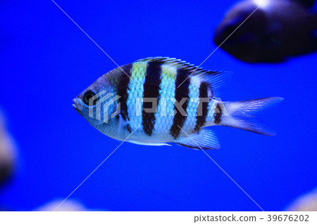 exotic sea fish exotic sea fish 39676202