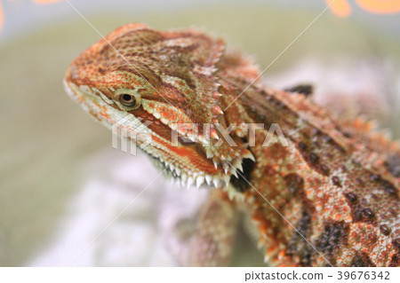 head of lizard 39676342