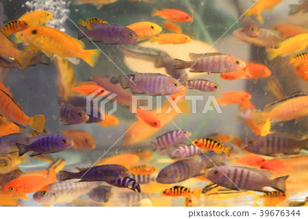 color fishes in aquarium color fishes in aquarium 39676344