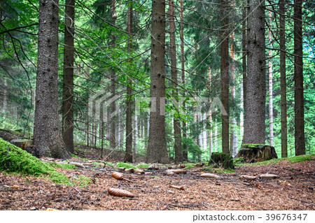 czech green forest czech green forest 39676347