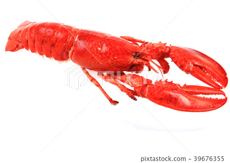 orange lobster isolated 39676355