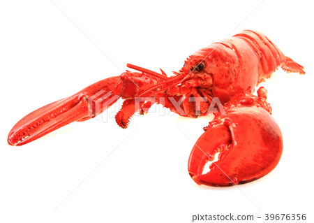 orange lobster isolated orange lobster isolated 39676356