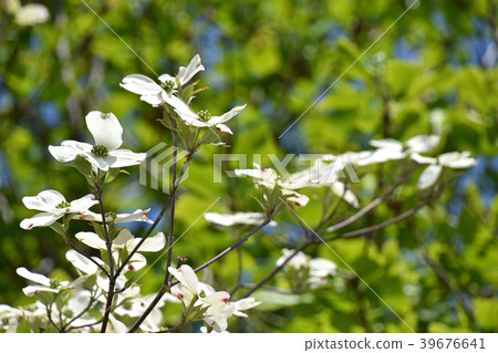 山茱萸（花木） 39676641
