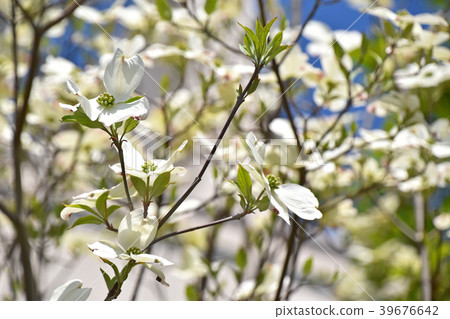 Dogwood (flower wood) 39676642