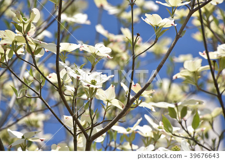 Dogwood (flower wood) Dogwood (flower wood) 39676643