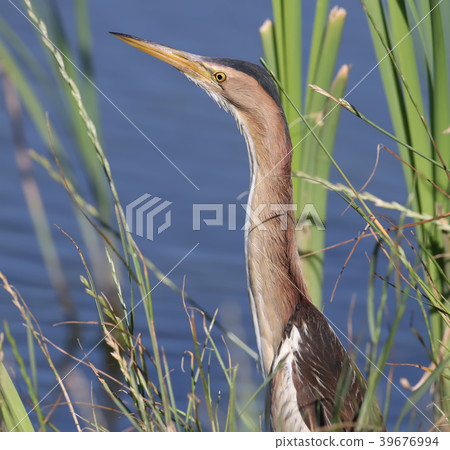 A female little bittern with long neck 39676994