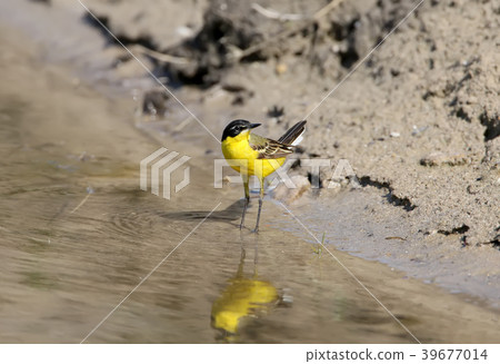 Long-legged babe 39677014